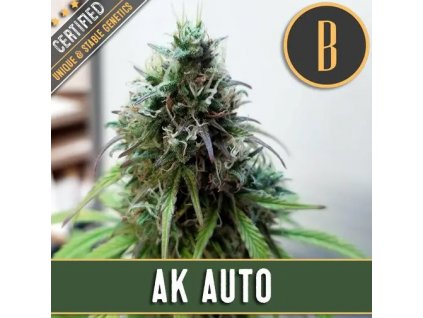 54226 3 blimburn seeds ak auto feminizovana semena konopi samonakvetaci