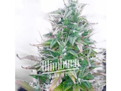 Blimburn Seeds Northern Auto feminizovaná autoflowering (Balení 9 ks)