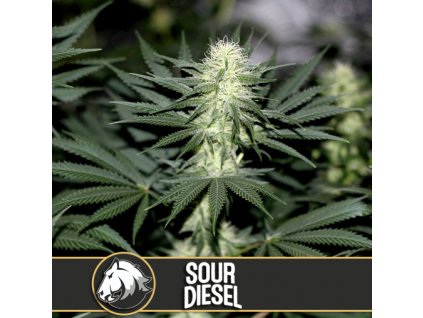 Blimburn Seeds Sour Diesel feminizovaná (Balení 9 ks)