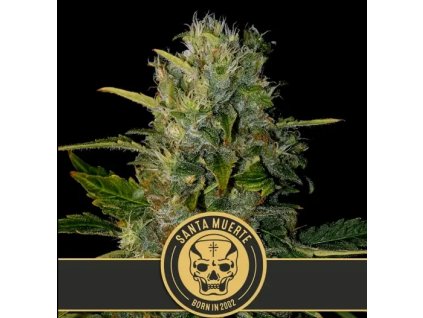 Blimburn Seeds Santa Muerte feminizovaná (Balení 9 ks)