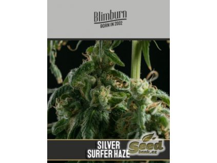 54256 1 blimburn seeds super surfer haze feminizovana semena konopi