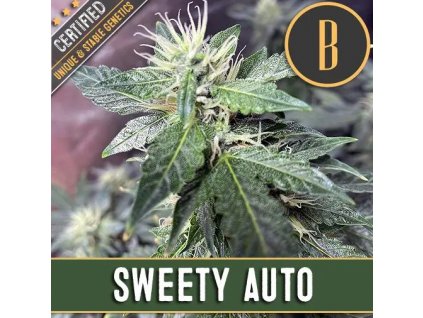 Blimburn Seeds Sweety Auto feminizovaná autoflowering (Balení 9 ks)