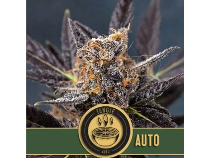 Blimburn Seeds Tangie Auto feminizovaná autoflowering (Balení 9 ks)