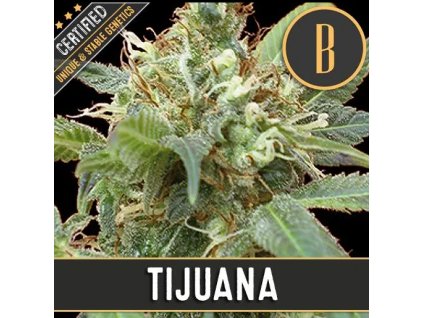 Blimburn Seeds Tijuana feminizovaná (Balení 9 ks)