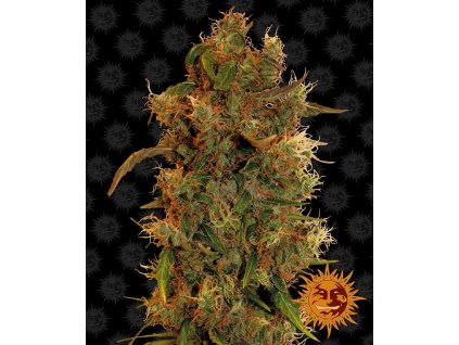 54277 1 barney s farm 8 ball kush feminizovana semena konopi