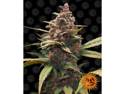 54286 10 barney s farm ayahuasca purple feminizovana semena konopi