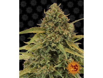 54289 10 barney s farm bad azz kush feminizovana semena konopi