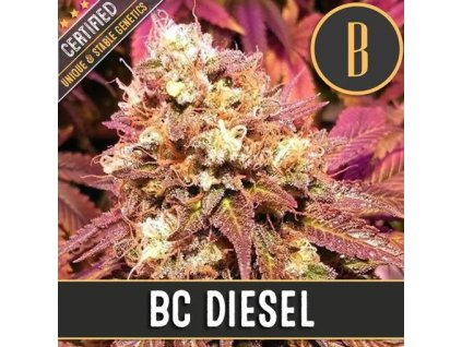 Blimburn Seeds BC Diesel feminizovaná (Balení 9 ks)