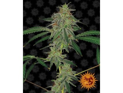 204 barney s farm blue mammoth auto