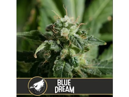 Blimburn Seeds Blue Dream feminizovaná (Balení 9 ks)