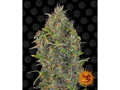 54328 12 barney s farm critical kush auto feminizovana semena konopi samonakvetaci