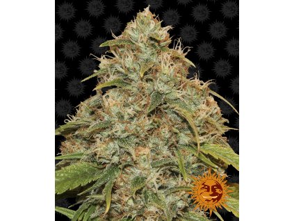 54331 11 barney s farm cbd lemon potion auto feminizovana semena konopi samonakvetaci