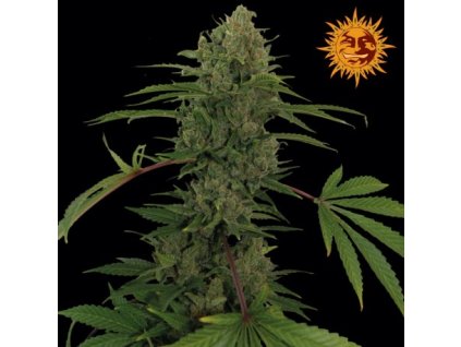 234 barneys farm autoflowering critical rapido