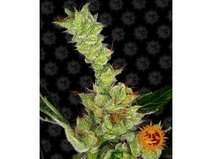 54340 12 barney s farm dr grinspoon feminizovana semena konopi