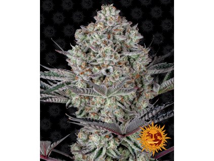 Barney´s Farm Dos Si Dos 33 feminizovaná (Balení 5 ks)