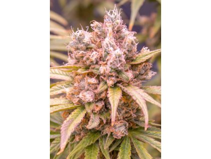 255 grape muerto auto feminized autoflowering