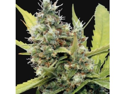 54367 1 barney s farm honey b feminizovana semena konopi