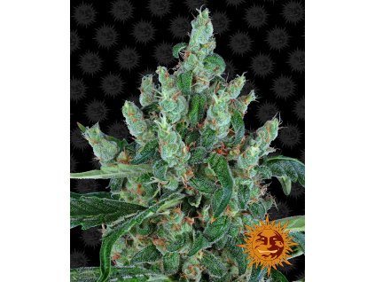 54370 12 barney s farm laughing buddha feminizovana semena konopi