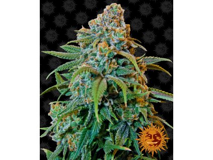 Barney´s Farm Liberty Haze feminizovaná (Balení 5 ks)