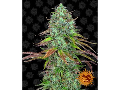 Barney´s Farm LSD Auto feminizovaná autoflowering (Balení 5 ks)