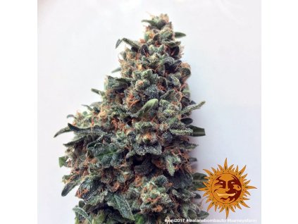 54385 barney s farm malana bomb auto feminizovana semena konopi samonakvetaci