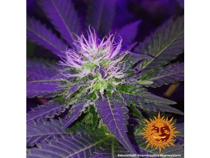 54388 barney s farm morning glory feminizovana semena konopi