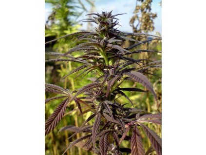 54394 barney s farm night shade feminizovana semena konopi