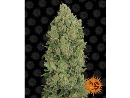 288 barneys farm nyc diesel auto