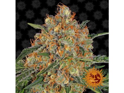 291 barneys farm orange cream feminized