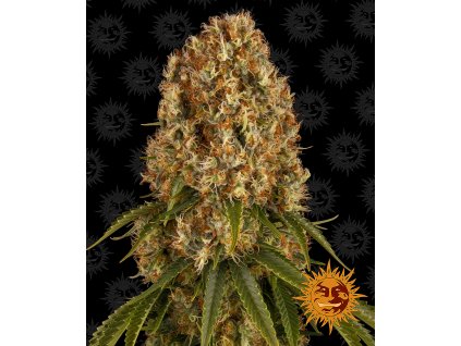 Barney´s Farm Orange Sherbert feminizovaná (Balení 5 ks)