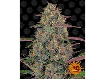 Barney´s Farm Pineapple Chunk feminizovaná (Balení 5 ks)