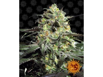 54415 11 barney s farm peyote cookies feminizovana semena konopi