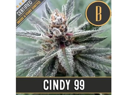 Blimburn Seeds Cindy 99 feminizovaná (Balení 9 ks)