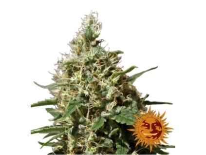 54427 1 barney s farm peppermint kush feminizovana semena konopi