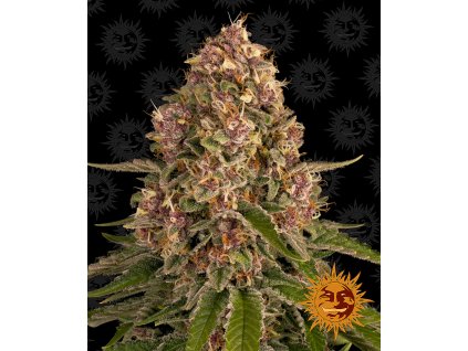 Barney´s Farm Pink Kush feminizovaná (Balení 5 ks)