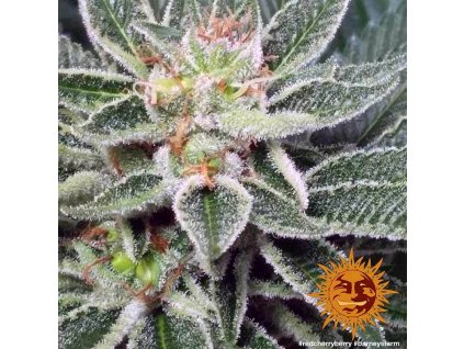 54439 barney s farm red cherry berry feminizovana semena konopi