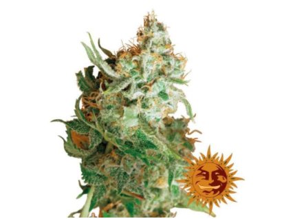 54445 1 barney s farm red dragon feminizovana semena konopi