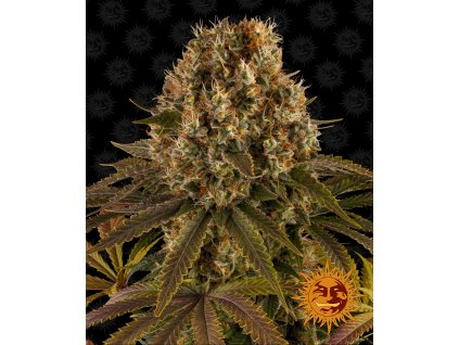 54451 12 barney s farm strawberry lemonade feminizovana semena konopi