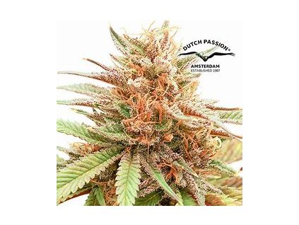 54502 dutch passion durban dew feminized 3ks