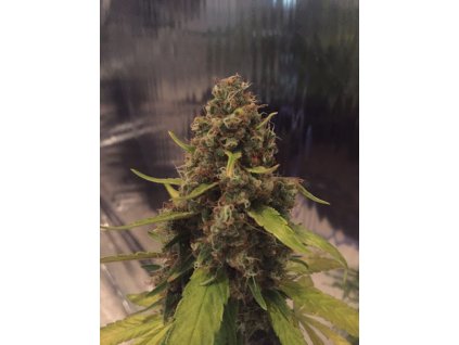 54655 cbd crew cbd 3d regulerni semena konopi