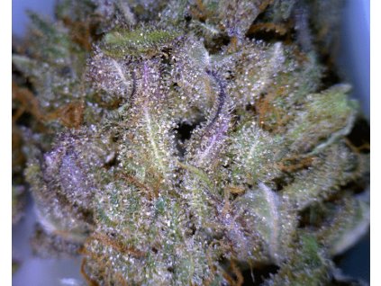 54688 cbd crew cbd critical mass feminizovana semena konopi