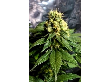 54694 cbd crew cbd divine regulerni