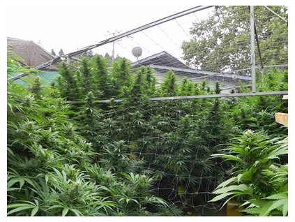 54697 cbd crew cbd indica mix feminizovana semena konopi