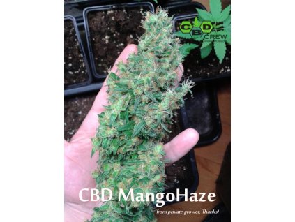 54700 cbd crew cbd mango haze feminizovana semena konopi