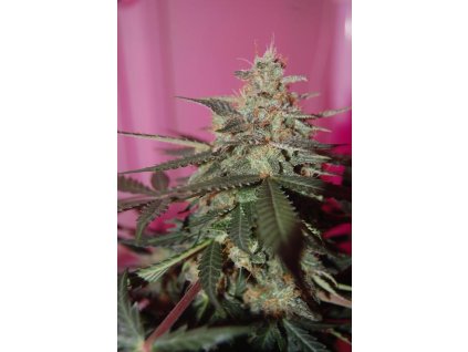 54703 cbd crew cbd med gom 1 0 feminizovana semena konopi