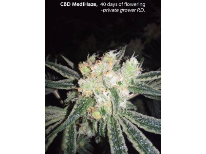 54718 cbd crew cbd medihaze feminizovana