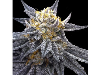 DNA Genetics SSOG feminized (Balení 6 ks)