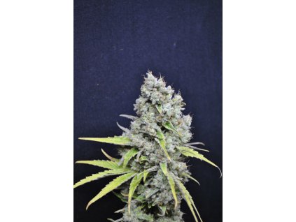 54730 cbd crew cbd nordle feminizovana semena konopi