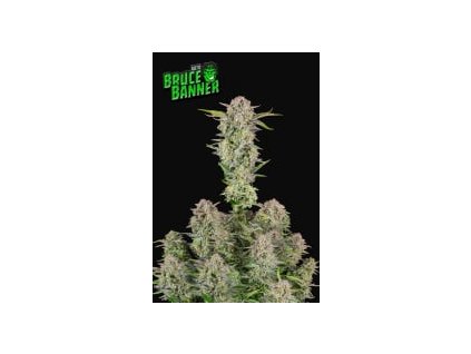 Fast Buds Bruce Banner Auto feminized autoflowering (Balení 5 ks)