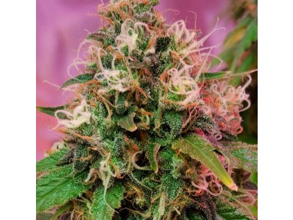 54736 1 cbd crew cbd og kush feminizovana semena konopi